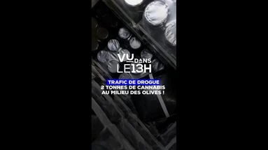VU dans LE13H : 2 tonnes de cannabis au beau milieu d'olives !