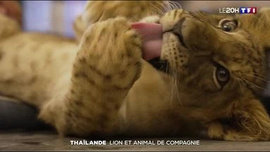 Thaïlande : lion et animal de compagnie