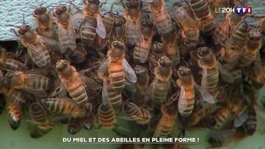 Du miel et des abeilles en pleine forme !