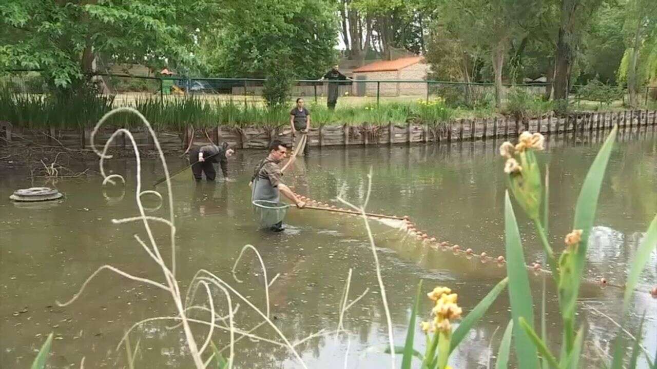 VIDÉO - Sécheresse : opération sauvetage des poissons dans les Pyrénées-Orientales