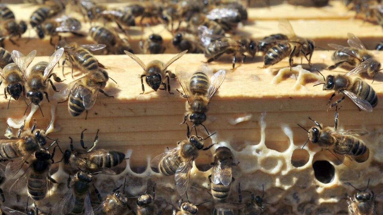 VIDÉO - Environnement : abeilles menacées, comment les aider ?