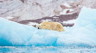 Les ours polaires vont mal, mais mieux que la banquise