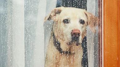 Combien de temps peut-on laisser son chien seul ?