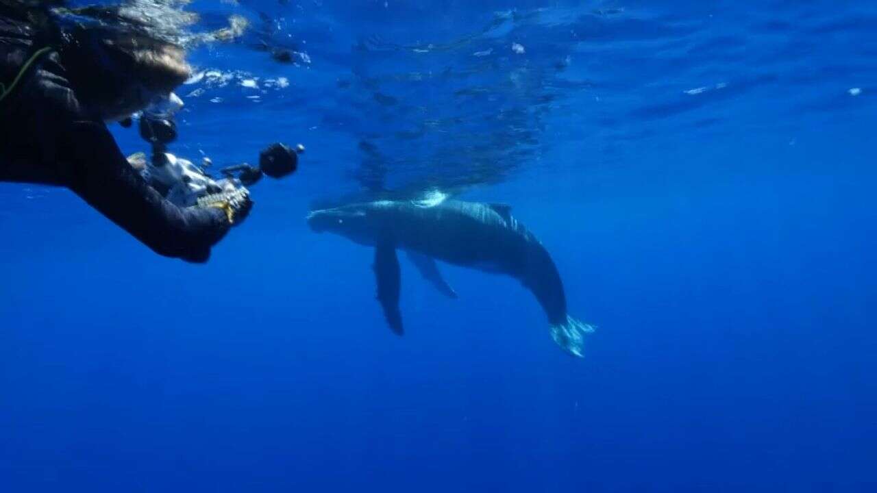 VIDÉO - Île de la Réunion : plongée aux côtés des baleines à bosse