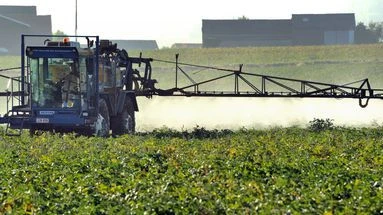 Agriculture : l'usage accru d'un insecticide autorisé face au risque de jaunisse de la betterave