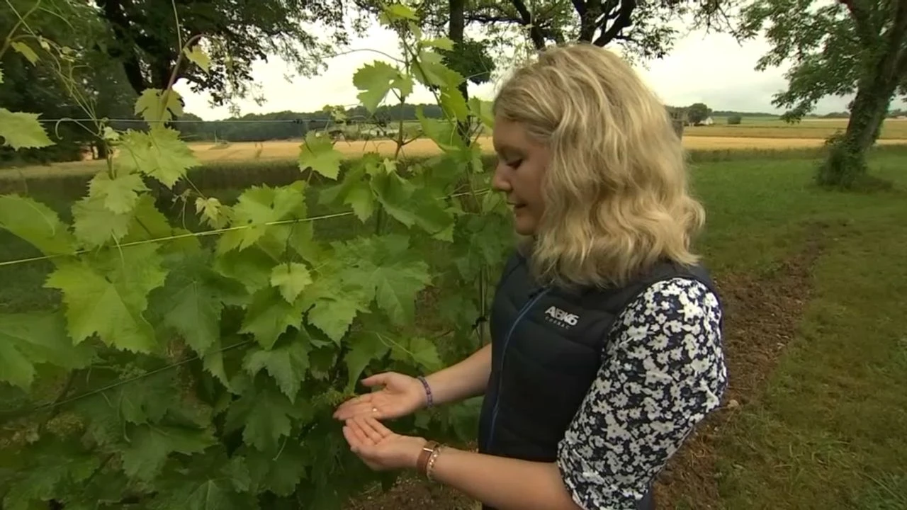 Chauves-souris, abeilles... ces viticulteurs qui installent des petites bêtes pour protéger leurs vignes