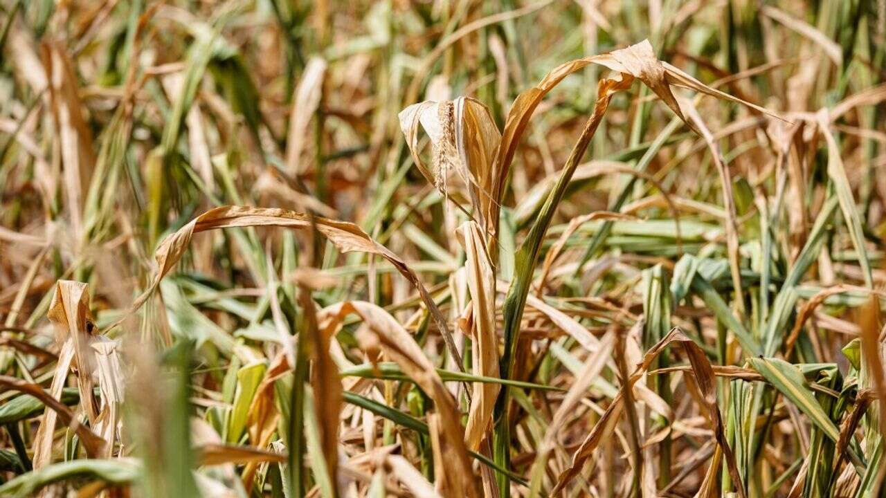 Sécheresse : les récoltes françaises en danger ?