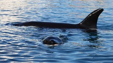 Orques de Marineland : malgré le feu vert de la France et des Canaries, pourquoi leur transfert vers Tenerife traîne-t-il ?