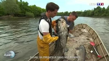 Silure : un prédateur dans nos rivières