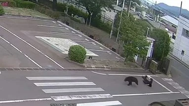 Japon : les images effarantes des ours qui s'attaquent aux passants en pleine ville