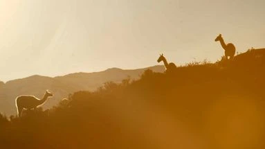 Chili : le parc Patagonia, un immense territoire d'élevage rendu à la nature