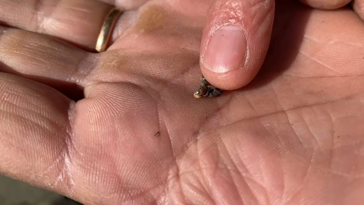Cochenille-tortue : quel est cet insecte suceur de sève qui sévit dans le sud de la France ?
