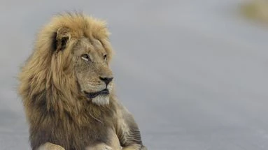 Une adolescente de 14 ans tuée par un lion dans un parc national au Kenya