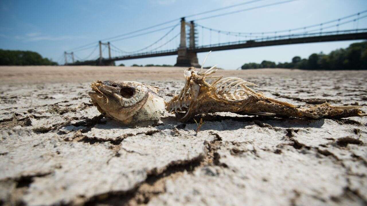 Chaleur, incendies, sécheresse… L'année 2022, un avant-goût du futur, selon le Haut Conseil pour le Climat