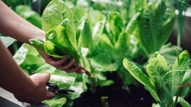 Jardiniers, il est temps de récolter vos légumes de soleil... mais pas n'importe comment !