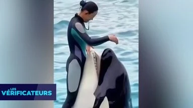 VÉRIF' - Cette dresseuse d'orques a-t-elle vraiment été tuée par l'animal qu'elle entraîne?