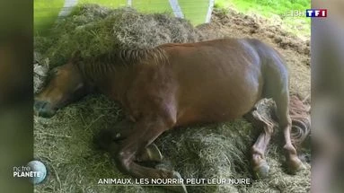 Animaux : les nourrir peut leur nuire