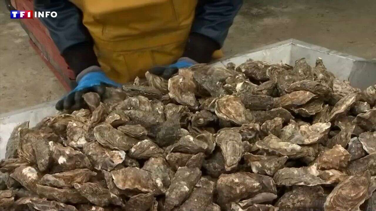 VIDÉO - Huîtres contaminées du bassin d'Arcachon : la vérité a-t-elle été cachée pour sauver Noël ?