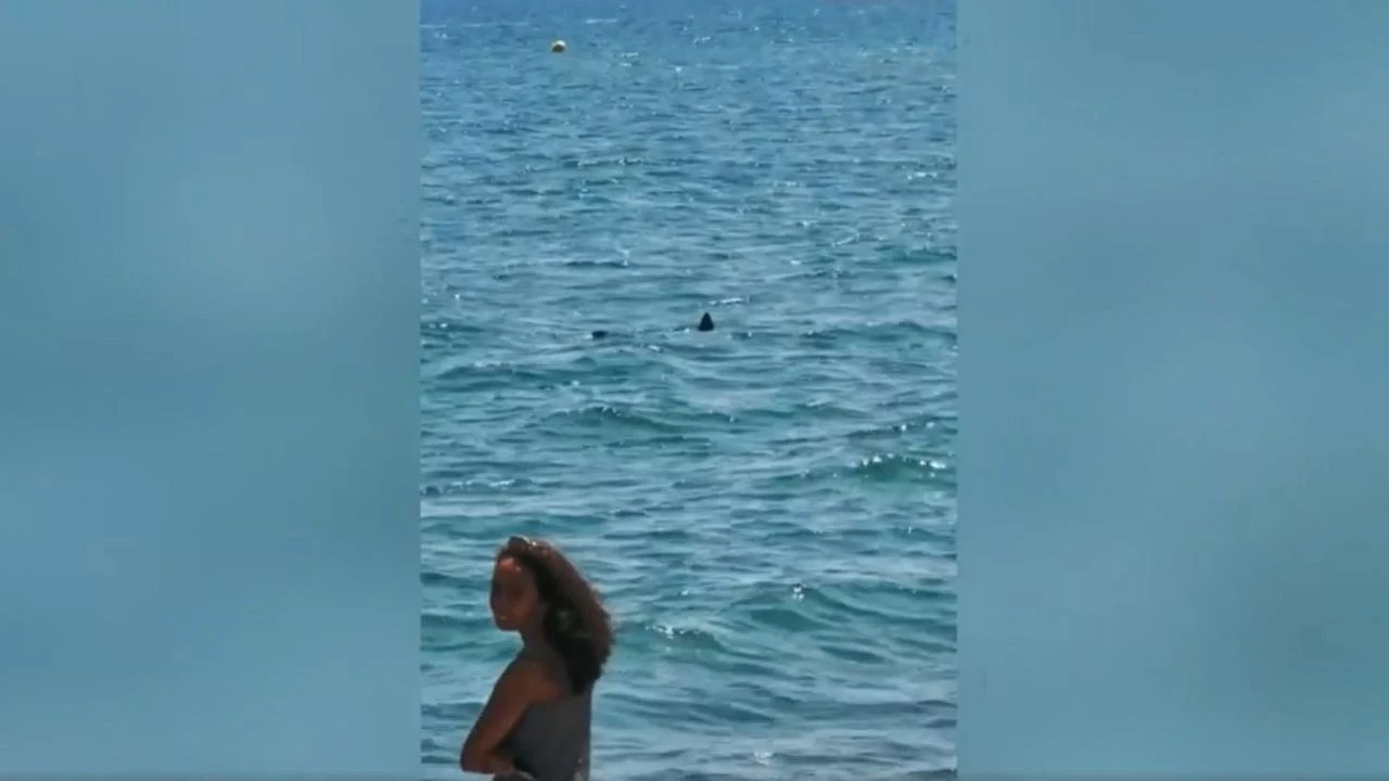 VIDÉO - 
