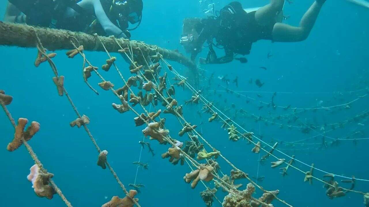 VIDÉO - Seychelles : ils ont trouvé la méthode pour faire revivre les coraux