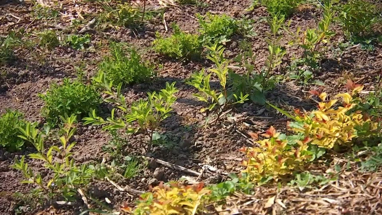 Jardinage : ces arbres à favoriser (ou à éviter) avec le réchauffement climatique