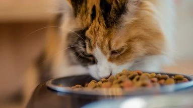 Mon chat mange trop vite : quels risques pour sa santé et quelles solutions ?