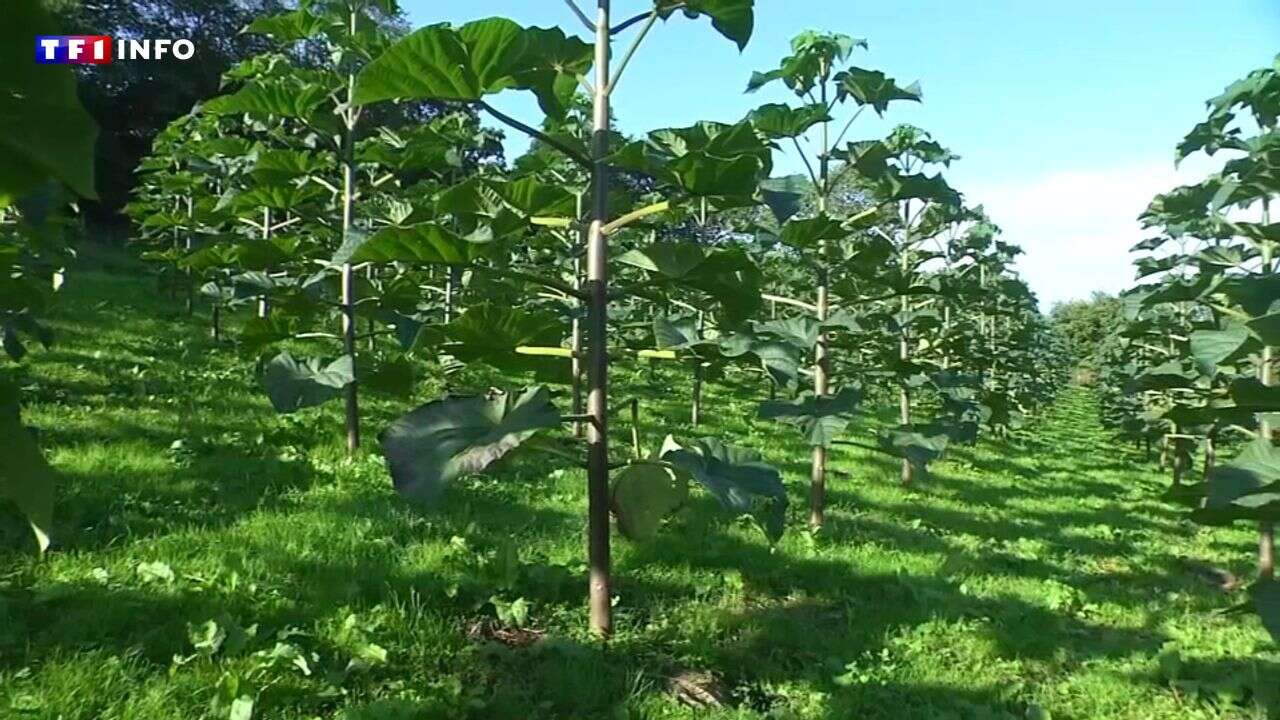 Paulownia : quel est cet 