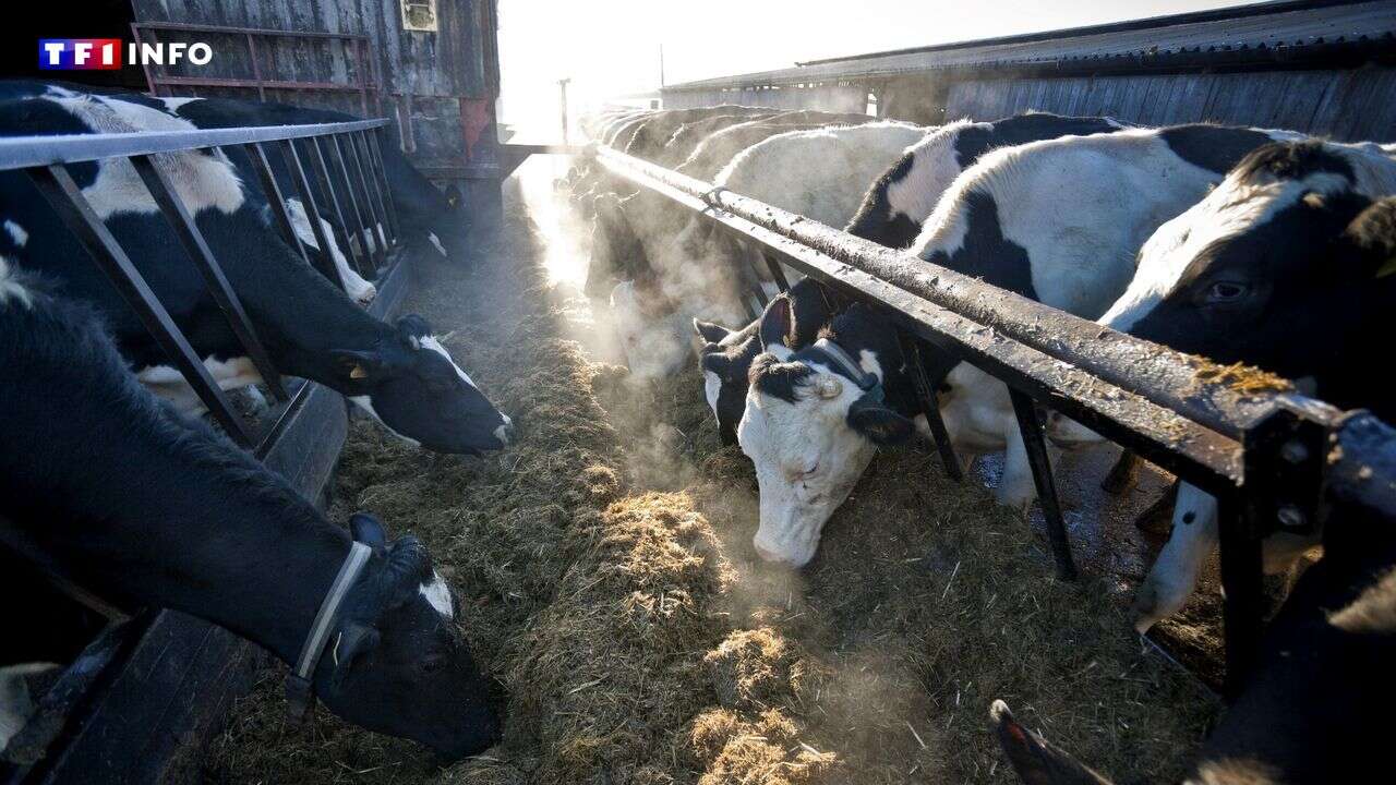 La Commission européenne veut-elle imposer le port de masques aux vaches ?