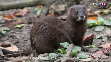 Pièges photo : les animaux au naturel