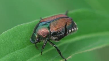 Scarabée japonais dans l'Est : quel est cet insecte très nuisible pour les plantes ?