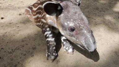 Les images attendrissantes d'un petit tapir tout juste né au zoo de Houston, aux États-Unis