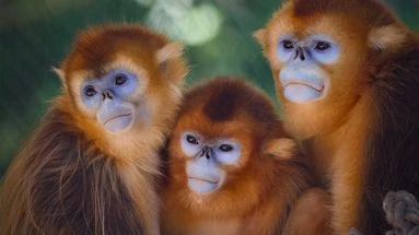 Zoo de Beauval : vive émotion pour la première présentation au public (et la révélation des noms) des 3 singes dorés