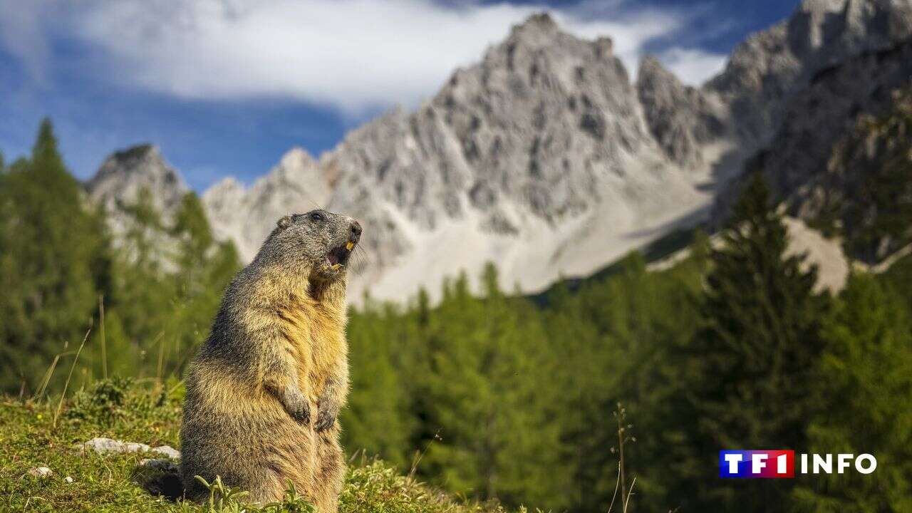 Arrêté polémique en Savoie : mais pourquoi chasse-t-on la marmotte ?