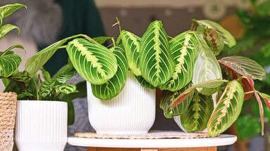 Oubliez la Monstera, voici trois plantes qui vont sublimer votre intérieur en 2025 !