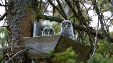 Connaissez-vous l'étonnant nom du bébé de la chouette ?