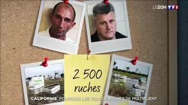 Californie : pourquoi les vols de ruches se multiplient