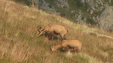 Chamois des Vosges : pourquoi leur recrudescence est une mauvaise nouvelle pour de nombreuses plantes