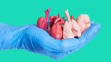 Manque de greffons, de moyens… le don d’organes en urgence absolue