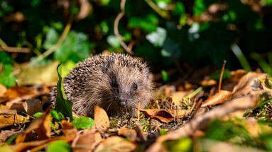 Les bons réflexes à adopter si vous trouvez un animal sauvage blessé dans votre jardin