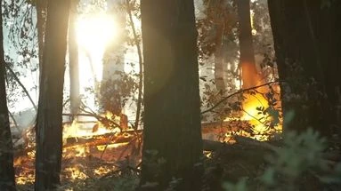 Feux de forêt : que se passe-t-il si un habitant refuse d'évacuer sa maison ?
