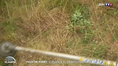 Feux de forêt : l’urgence du débroussaillage
