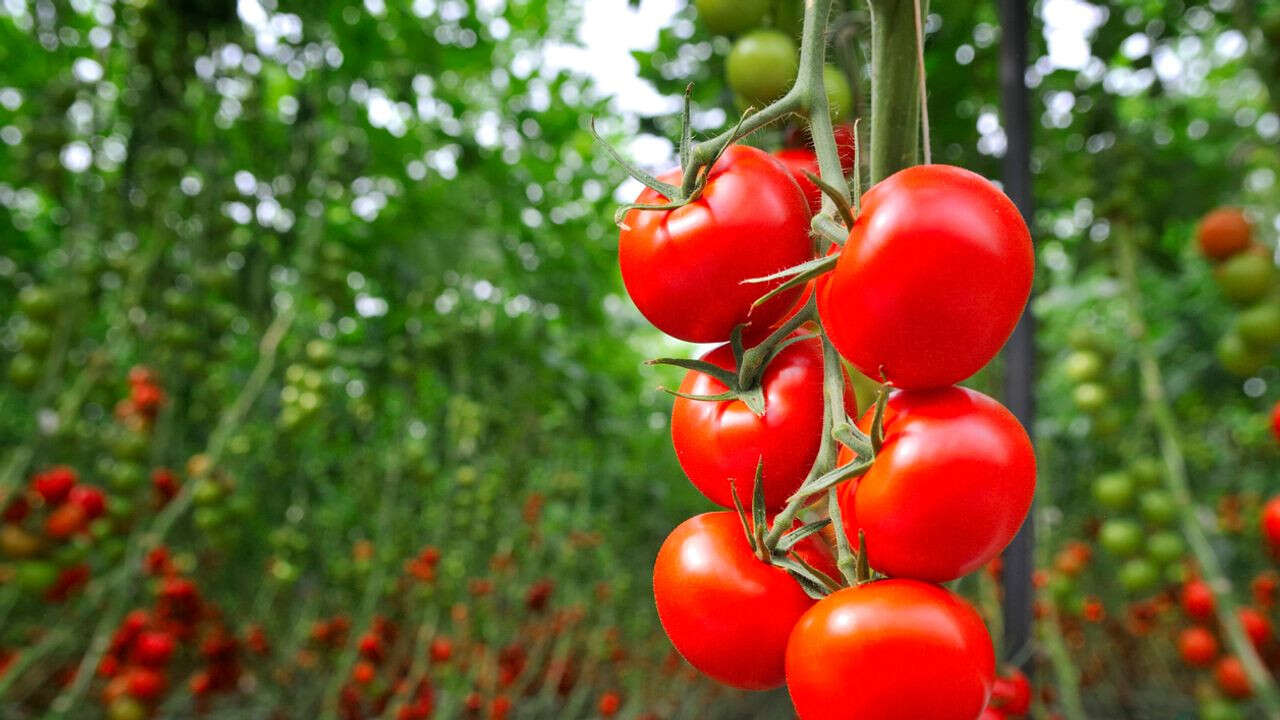 Sécheresse : un agriculteur a-t-il produit une variété de tomate capable de pousser 