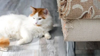 Mon chat fait ses griffes sur le canapé : comment l'en empêcher ?