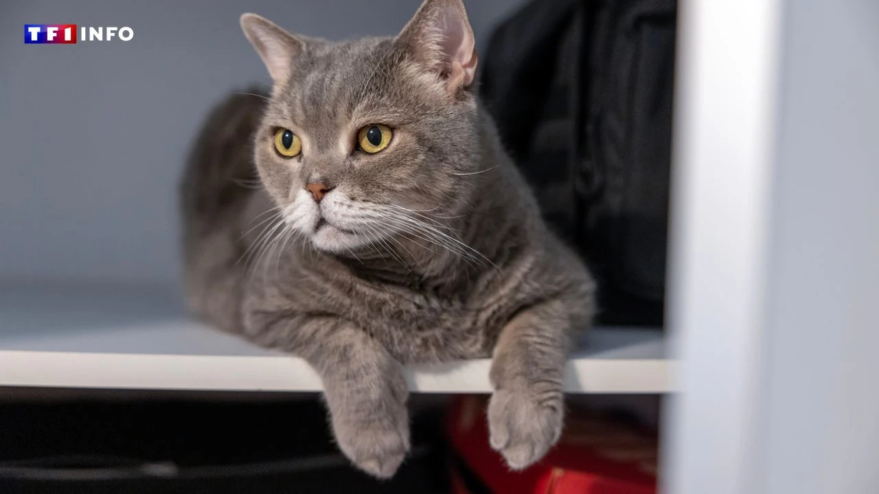 Accidents domestiques : comment protéger votre chat ?