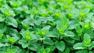 Fortes chaleurs : cette plante star de nos jardins est votre alliée naturelle pour vous rafraichir !