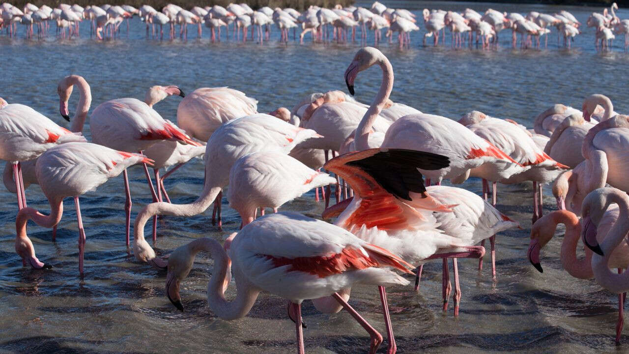 VIDÉO - Les flamants roses paradent en Camargue : mais d'ailleurs, pourquoi sont-ils roses ?