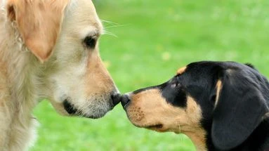 Chien dominant : comment reprendre le contrôle sur mon animal de compagnie ?
