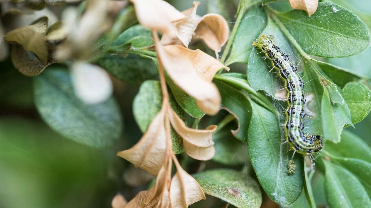 VIDÉO - Pyrale du buis : la chenille ravageuse de retour avec les beaux jours