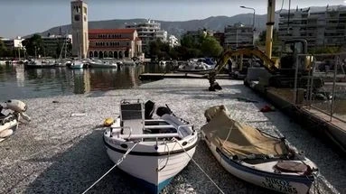 En Grèce, des milliers de poissons morts envahissent le port de Volos