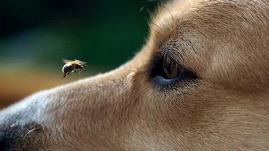 Votre chien mange des insectes ? Cela peut être dangereux pour sa santé